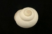 藏品(南亞蝸牛)的圖片